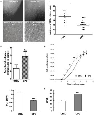 Osteoprotegerin Induces CD34+ Differentiation in Endothelial Progenitor Cells